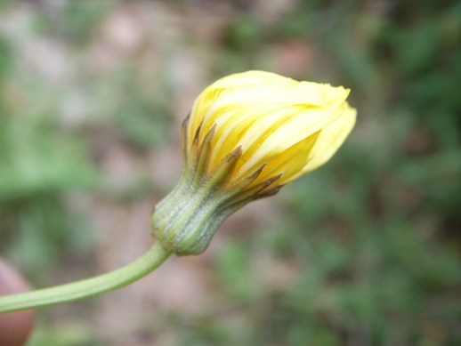 Crepis leontodontoides / Radicchiella italica